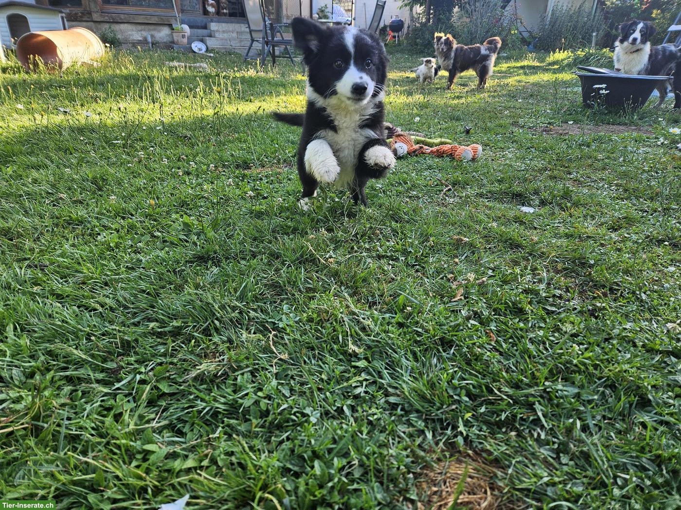 Bild 5: Mini Aussie Welpen abzugeben