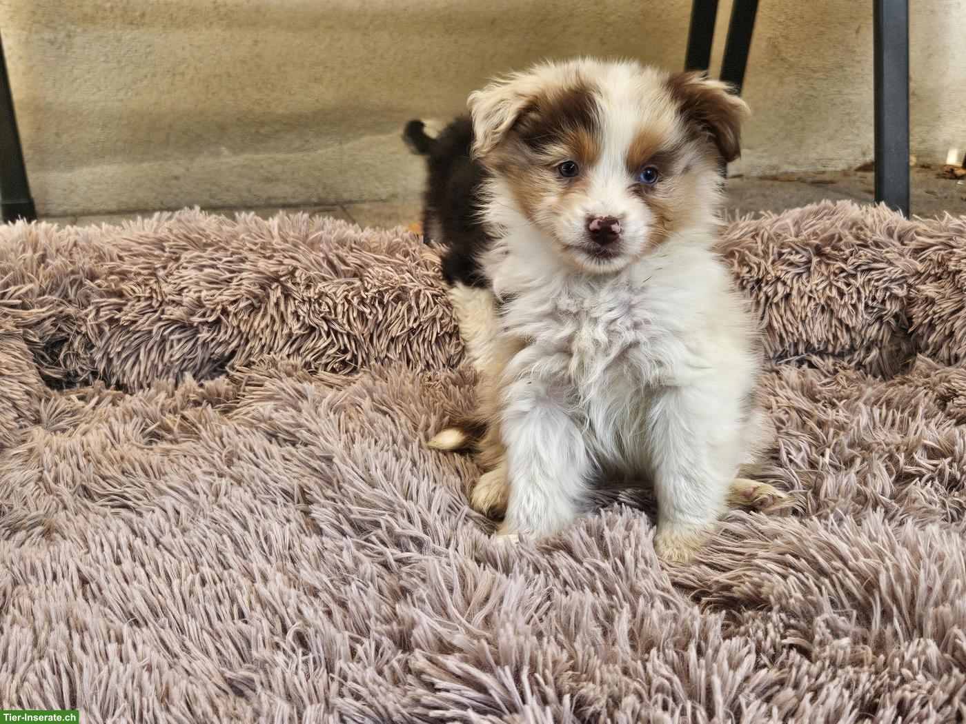 Bild 6: Mini Aussie Welpen abzugeben