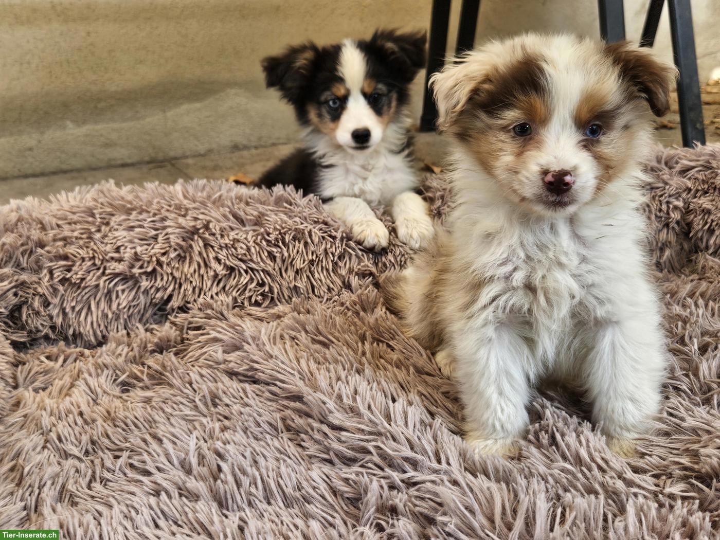 Bild 7: Mini Aussie Welpen abzugeben