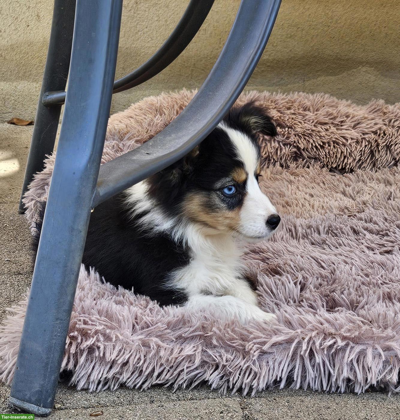 Bild 8: Mini Aussie Welpen abzugeben