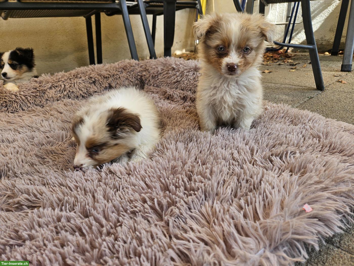 Bild 9: Mini Aussie Welpen abzugeben