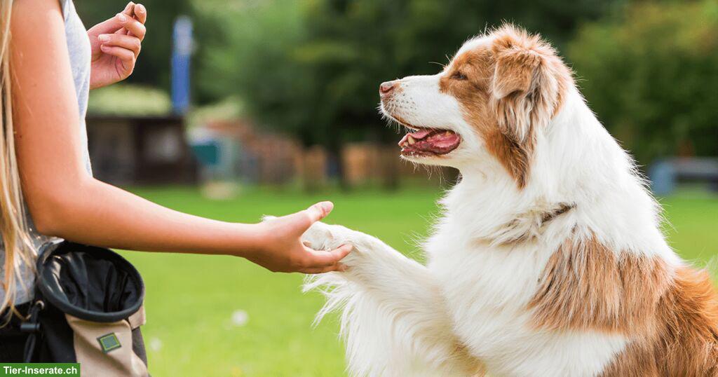 Bild 2: Hundesitting & ein Ferienplatz in Buchs ZH