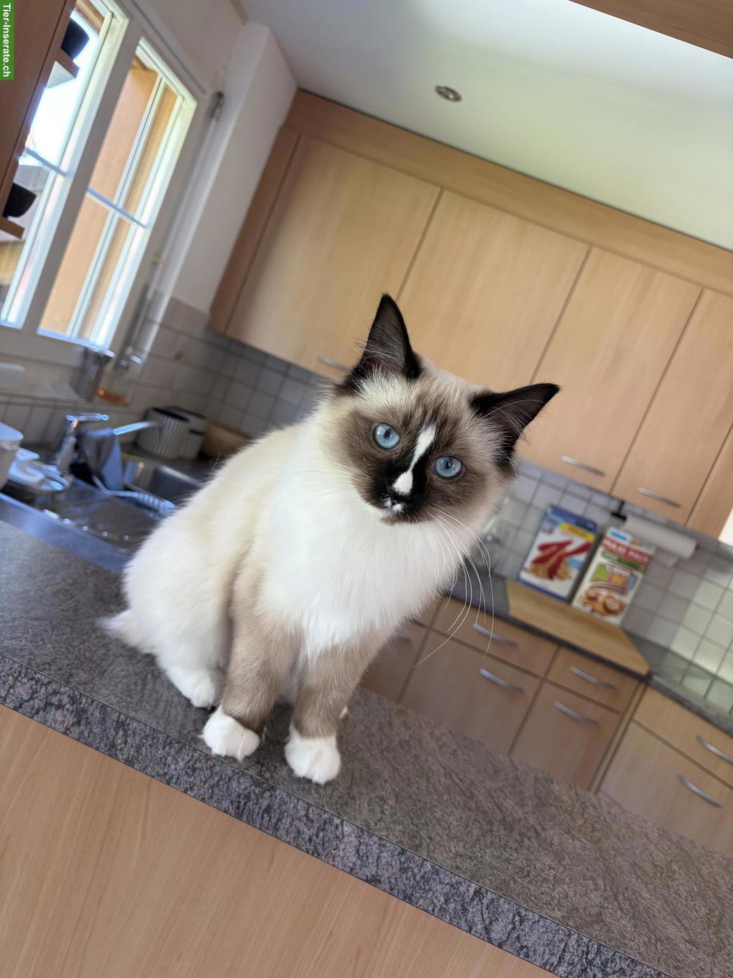3 Birma x Ragdoll Mix Katzengeschwister