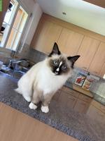 3 Birma x Ragdoll Mix Katzengeschwister