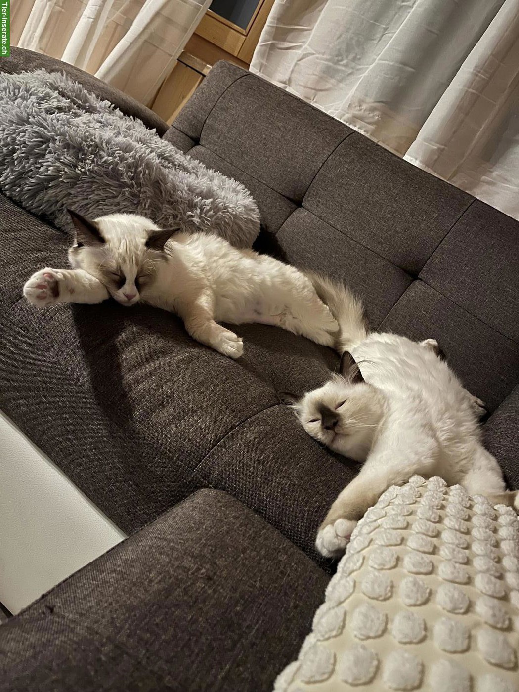 Bild 2: 3 Birma x Ragdoll Mix Katzengeschwister