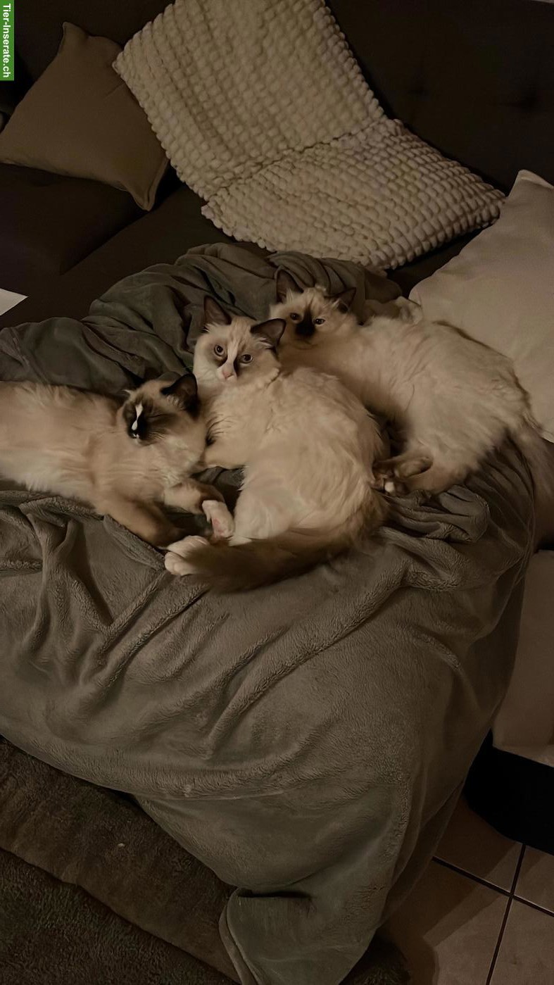 Bild 3: 3 Birma x Ragdoll Mix Katzengeschwister