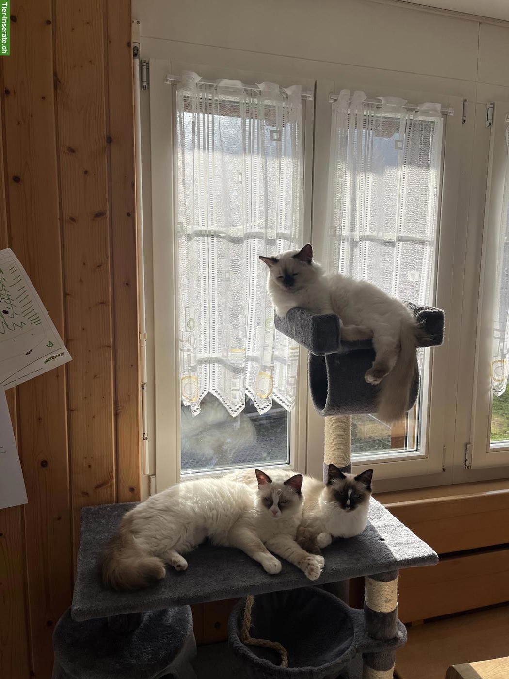 Bild 4: 3 Birma x Ragdoll Mix Katzengeschwister