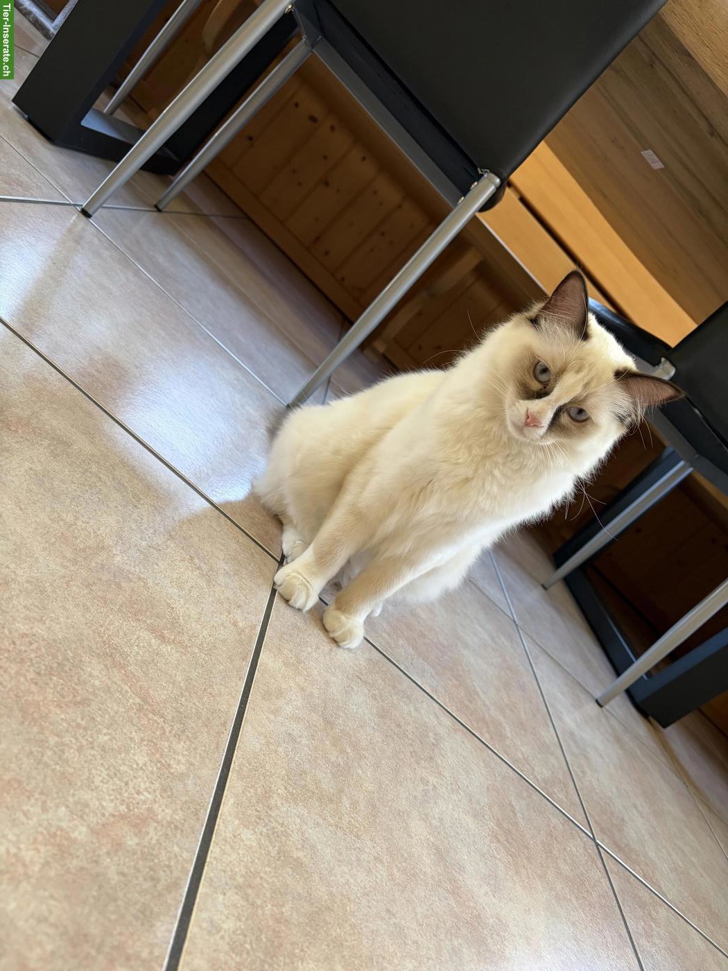 Bild 5: 3 Birma x Ragdoll Mix Katzengeschwister