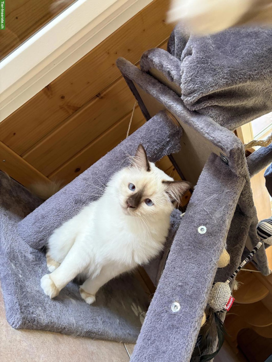 Bild 6: 3 Birma x Ragdoll Mix Katzengeschwister