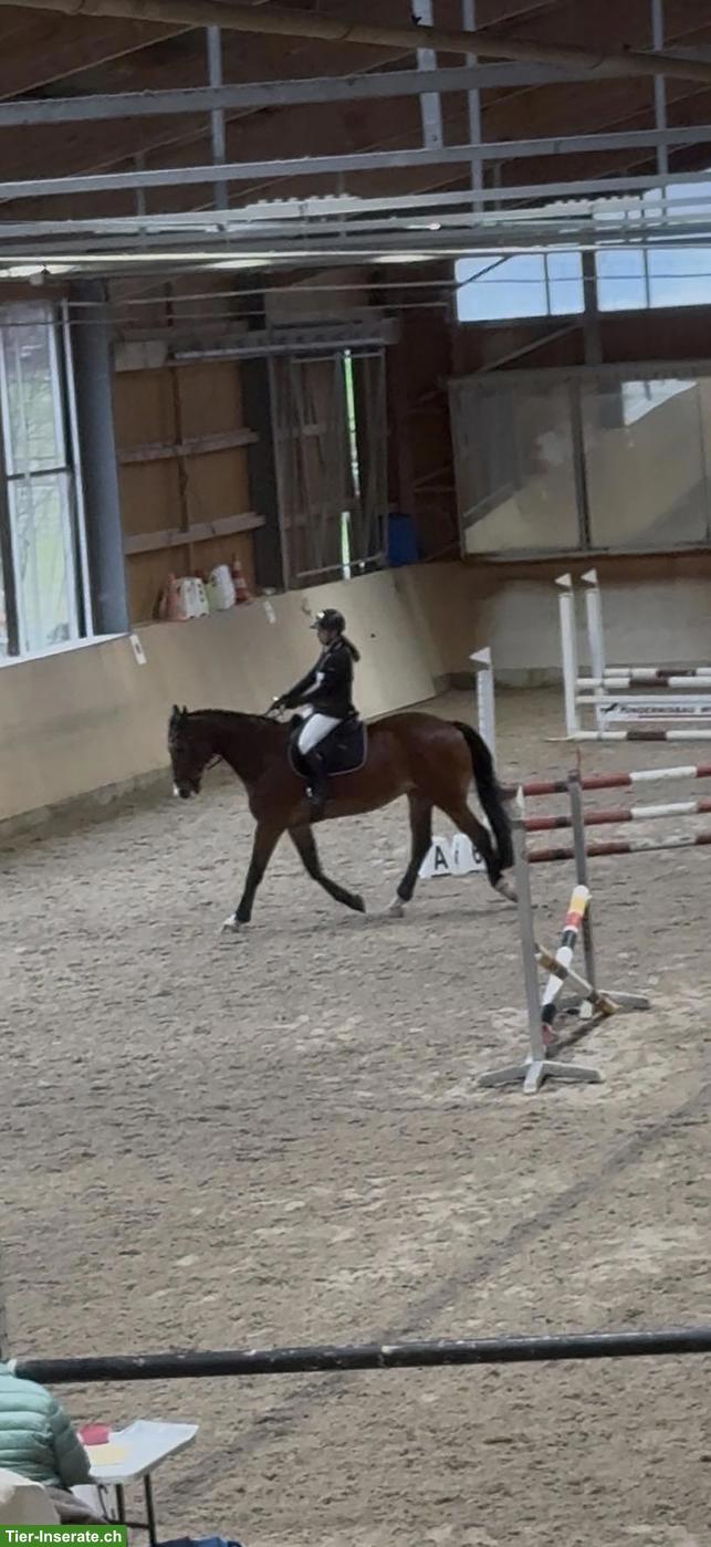 Bild 2: Reitbeteiligung gesucht Nähe Safenwil AG