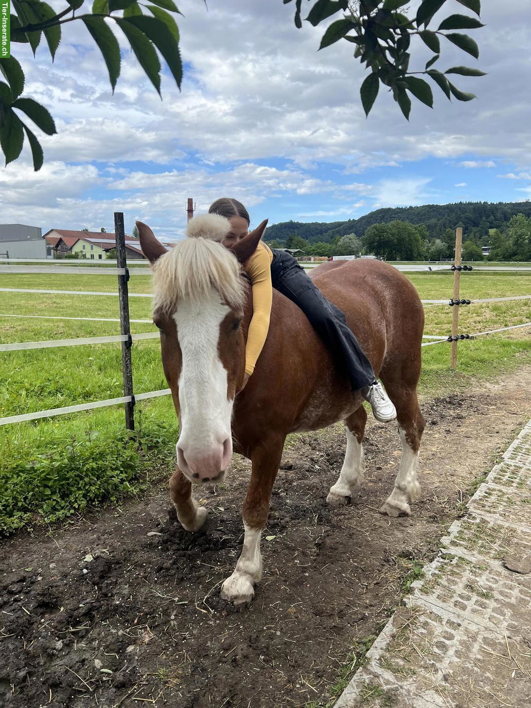 Bild 3: Reitbeteiligung gesucht Nähe Safenwil AG