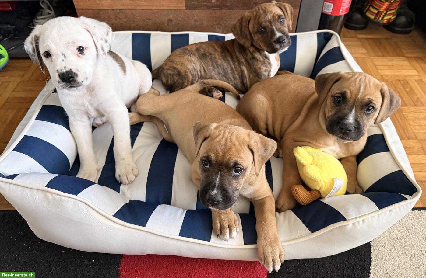 Boxer Mix Welpen, Rüde & Hündinnen