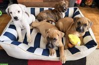 Boxer Mix Welpen, Rüde & Hündinnen