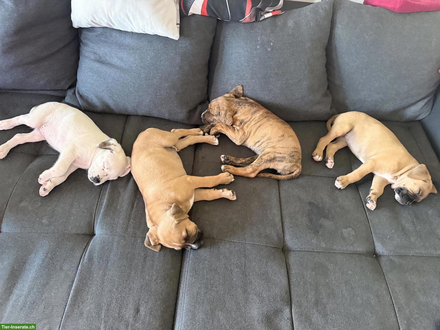 Bild 2: Boxer Mix Welpen, Rüde & Hündinnen