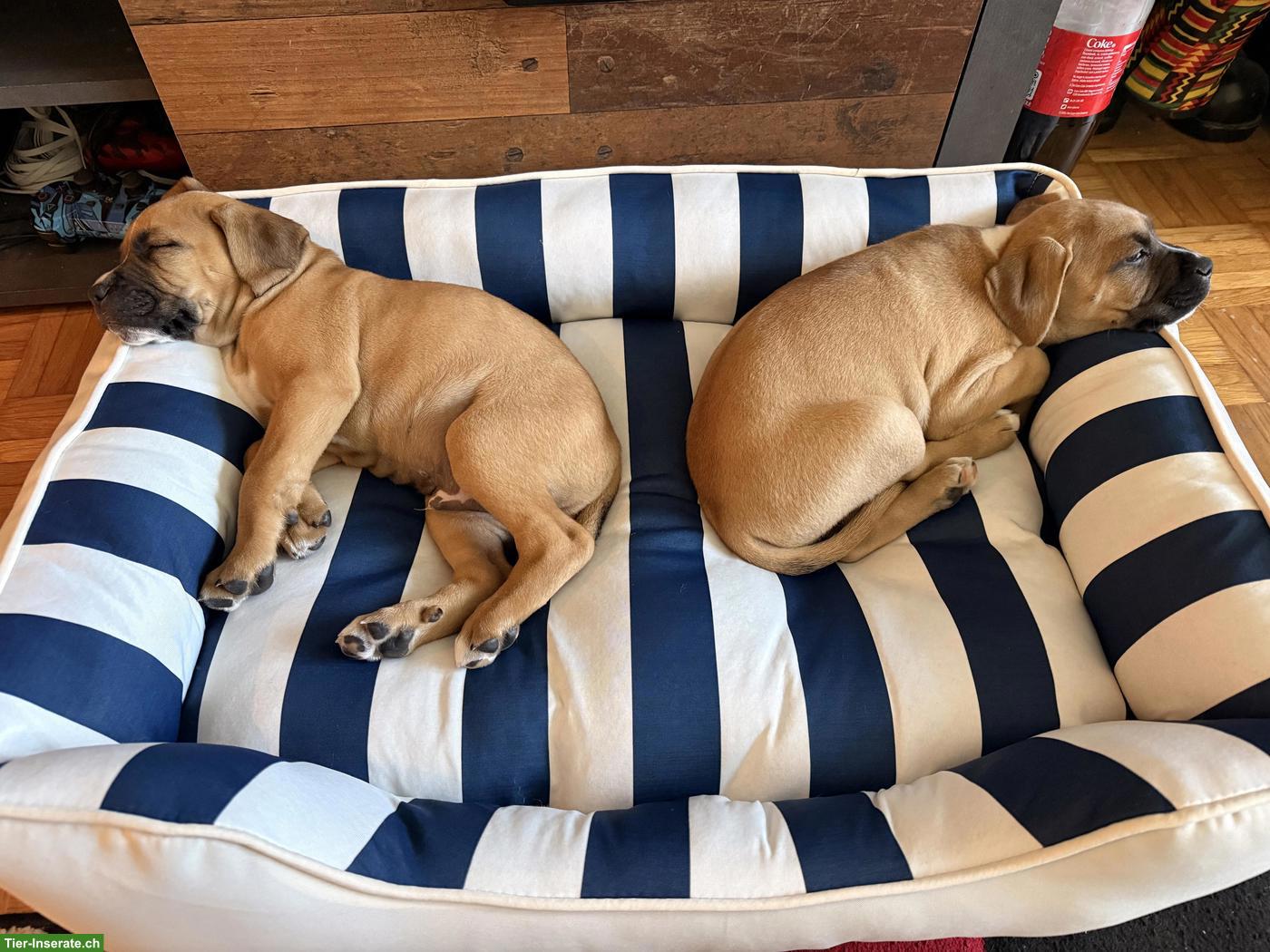 Bild 3: Boxer Mix Welpen, Rüde & Hündinnen