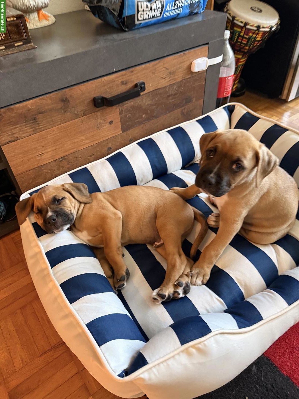 Bild 4: Boxer Mix Welpen, Rüde & Hündinnen