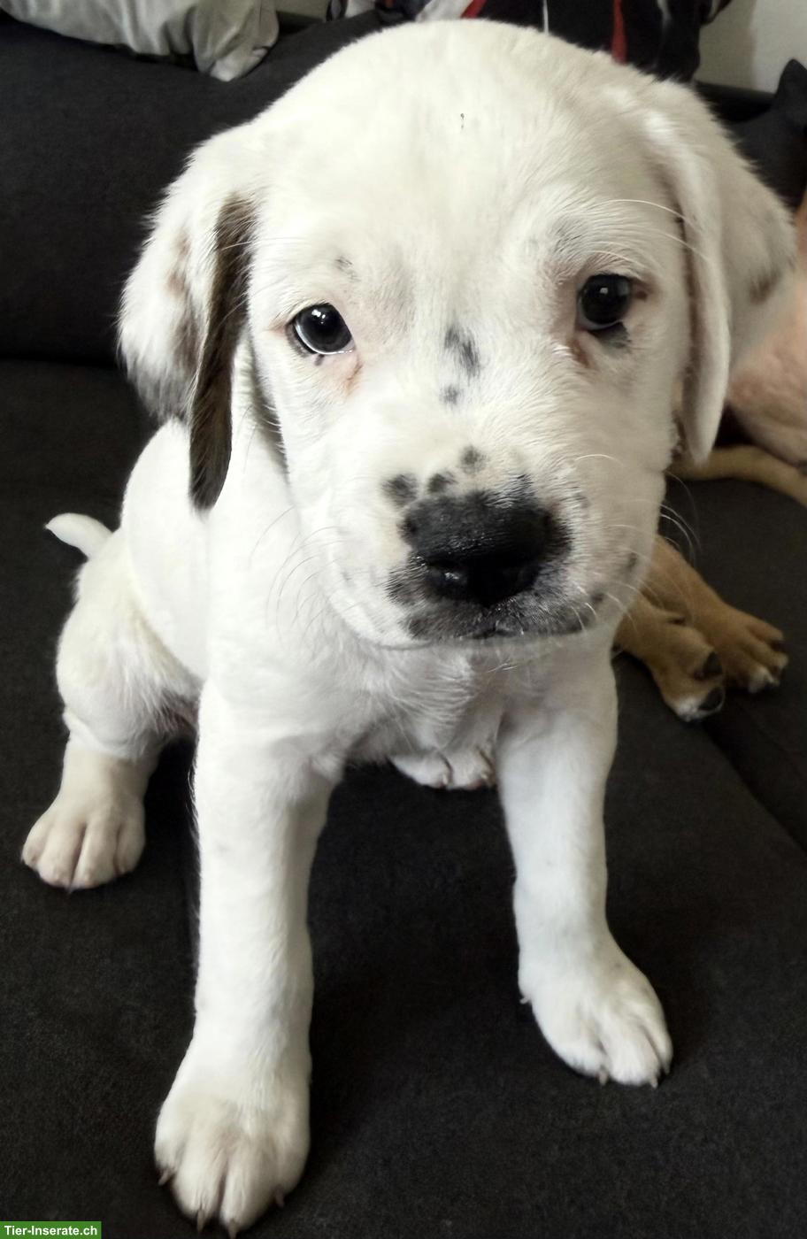Bild 6: Boxer Mix Welpen, Rüde & Hündinnen