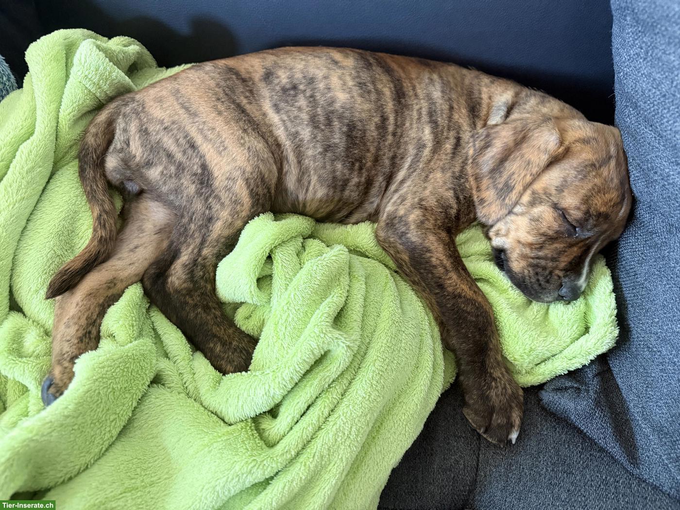 Bild 7: Boxer Mix Welpen, Rüde & Hündinnen