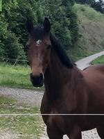 Feinfühlige Schweizer Warmblut Stute zum weiter Ausbilden