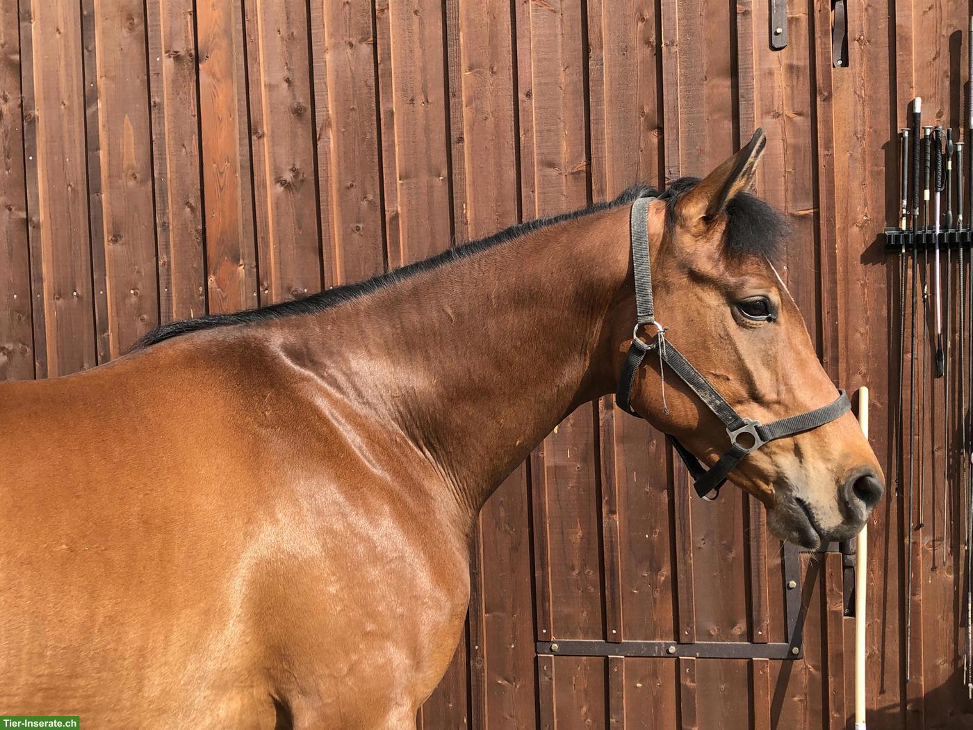 Bild 2: Feinfühlige Schweizer Warmblut Stute zum weiter Ausbilden
