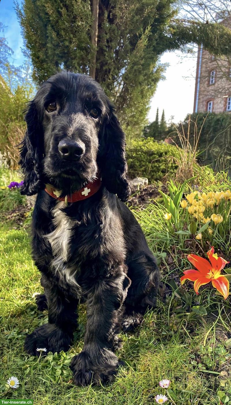Cocker Spaniel Deckrüde