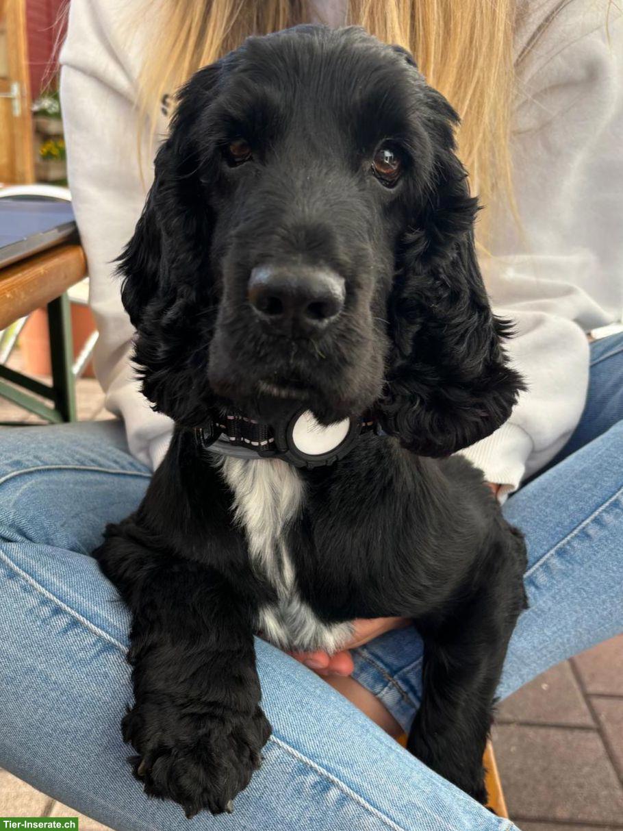 Bild 2: Cocker Spaniel Deckrüde