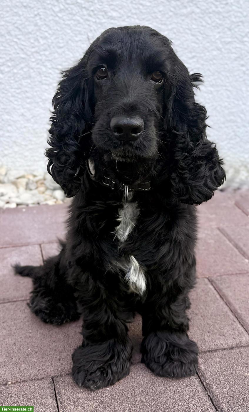 Bild 3: Cocker Spaniel Deckrüde