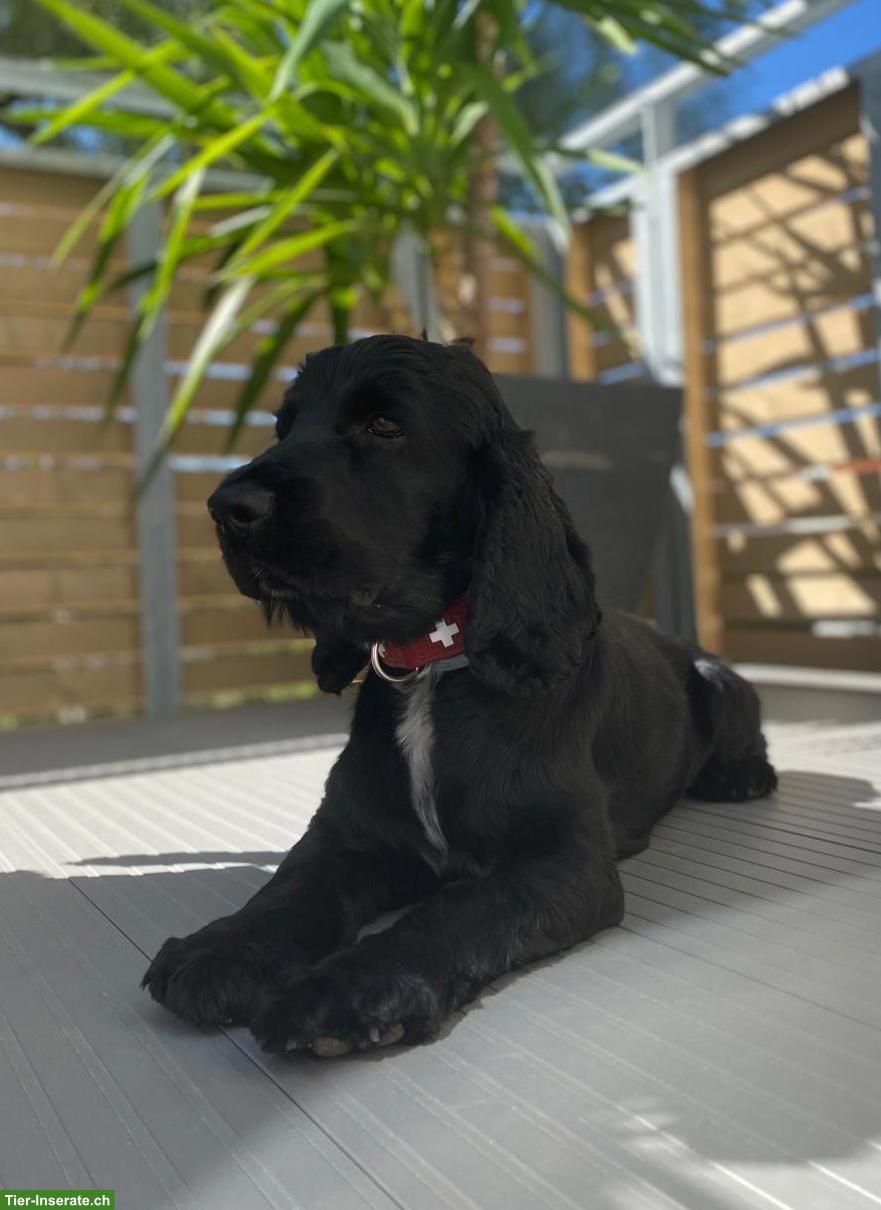 Bild 4: Cocker Spaniel Deckrüde