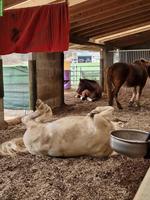 Platz frei im Offenstall Nähe Bremgarten AG