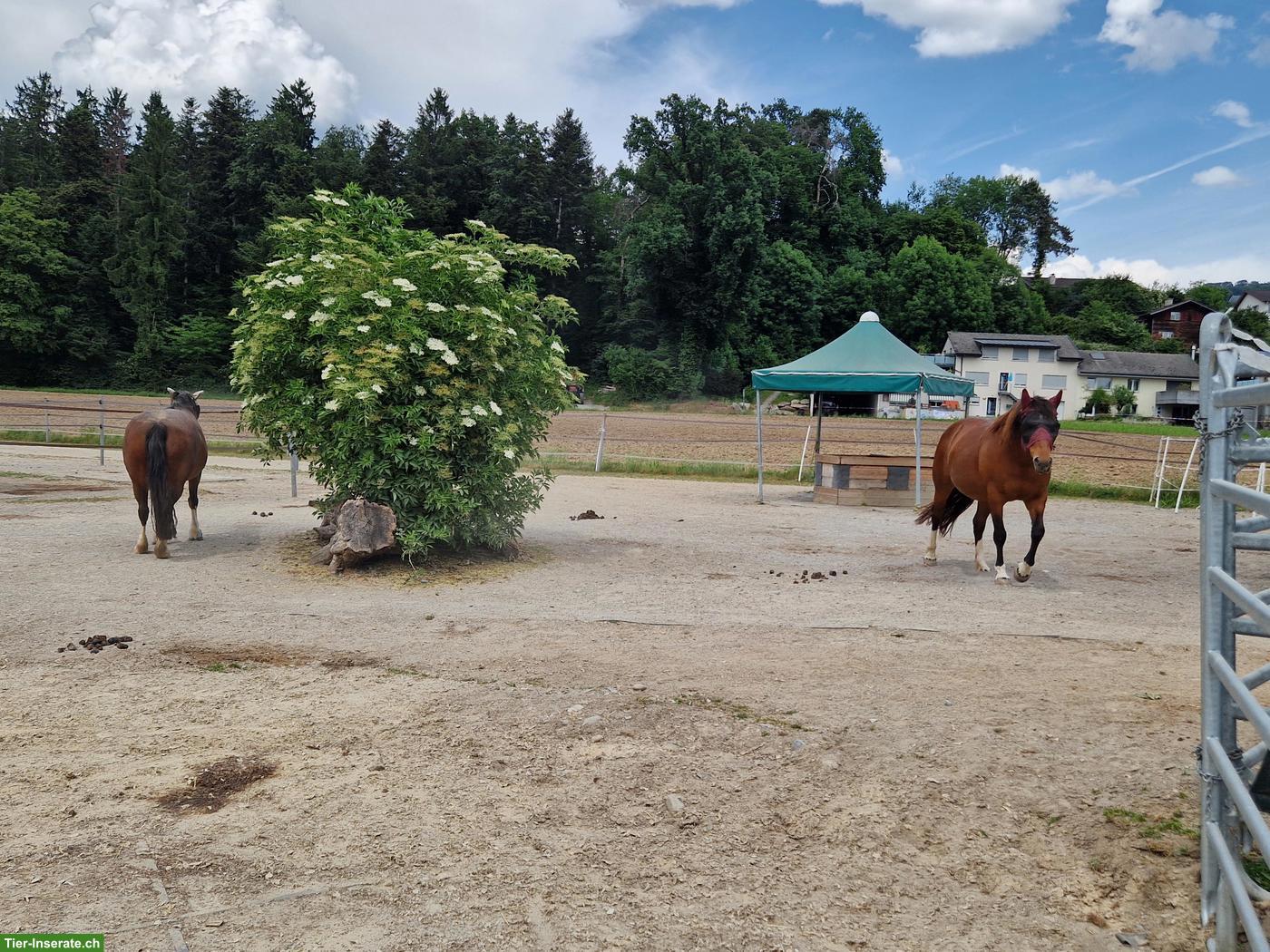 Bild 4: Platz frei im Offenstall Nähe Bremgarten AG