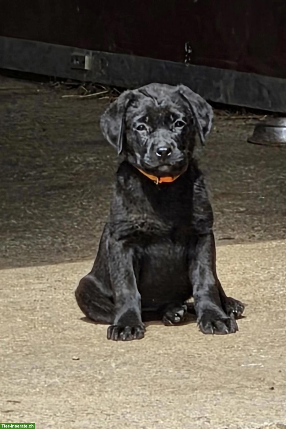 Schwarzer Labrador Welpe, Hündin