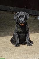 Schwarzer Labrador Welpe, Hündin