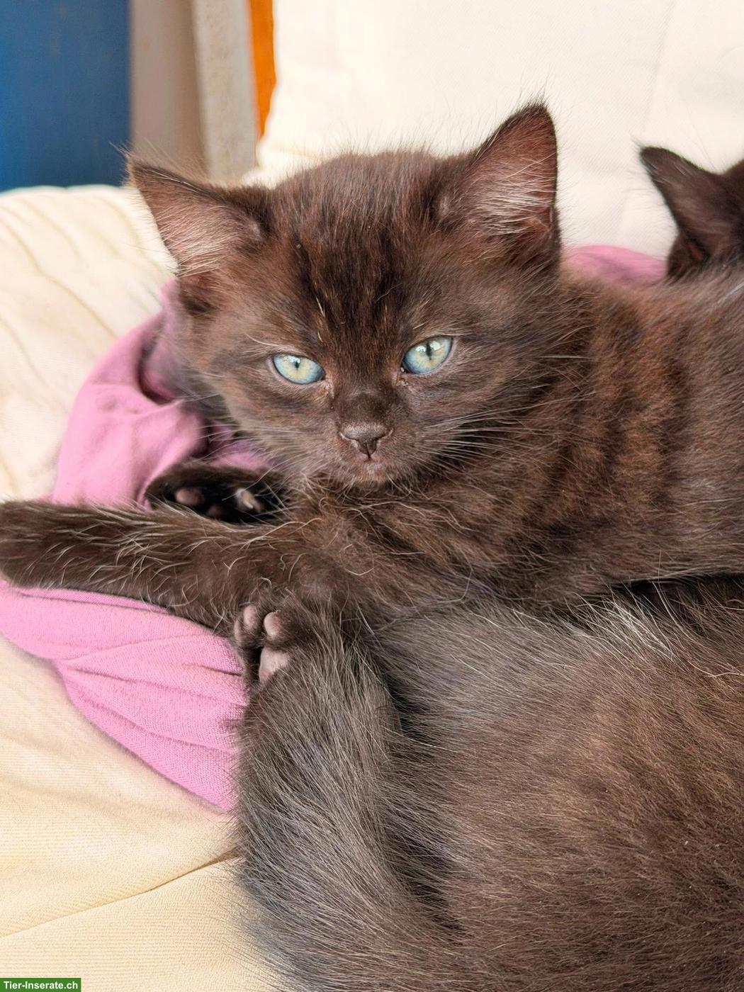 BKH/EKH Katzenbabys, weiblich & männlich, 12 Wochen alt