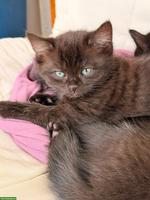 BKH/EKH Katzenbabys, weiblich & männlich, 12 Wochen alt