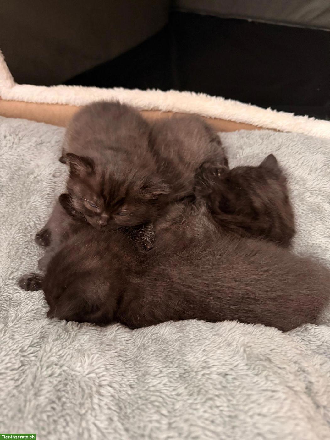 Bild 2: BKH/EKH Katzenbabys, weiblich & männlich, 12 Wochen alt