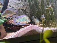 Geophagus sveni (Erdfresser) zu verkaufen