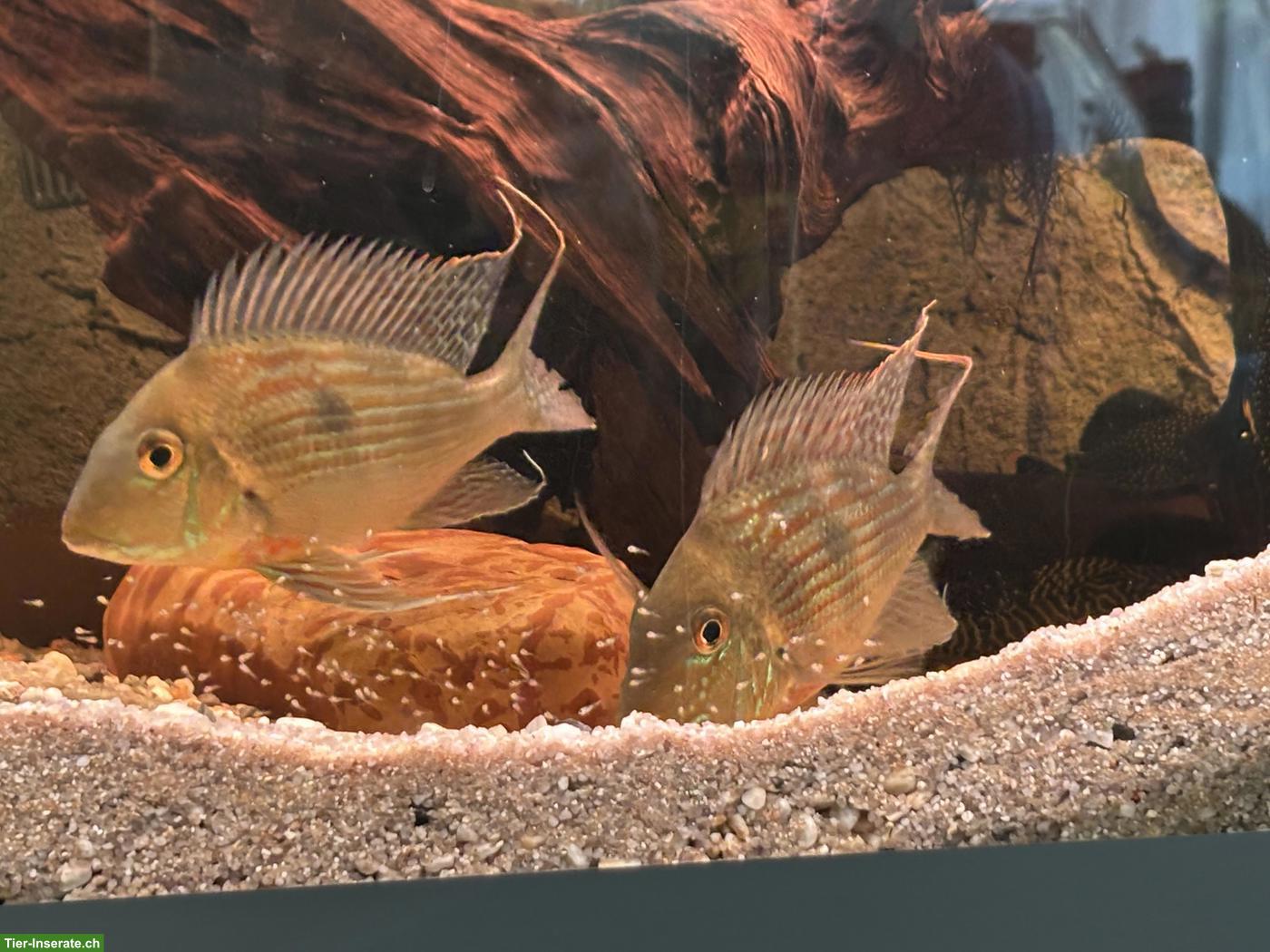 Bild 2: Geophagus sveni (Erdfresser) zu verkaufen