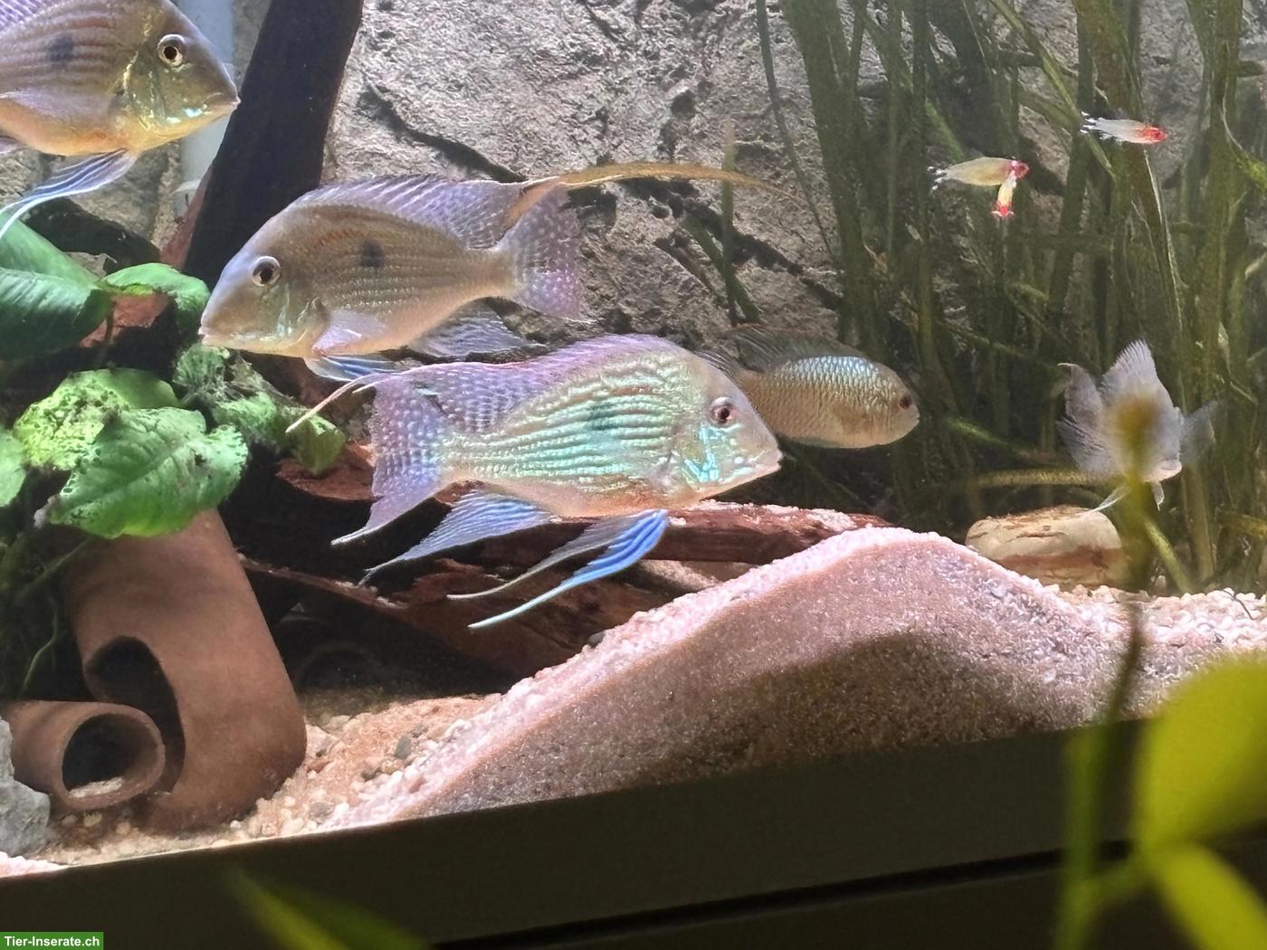 Bild 3: Geophagus sveni (Erdfresser) zu verkaufen