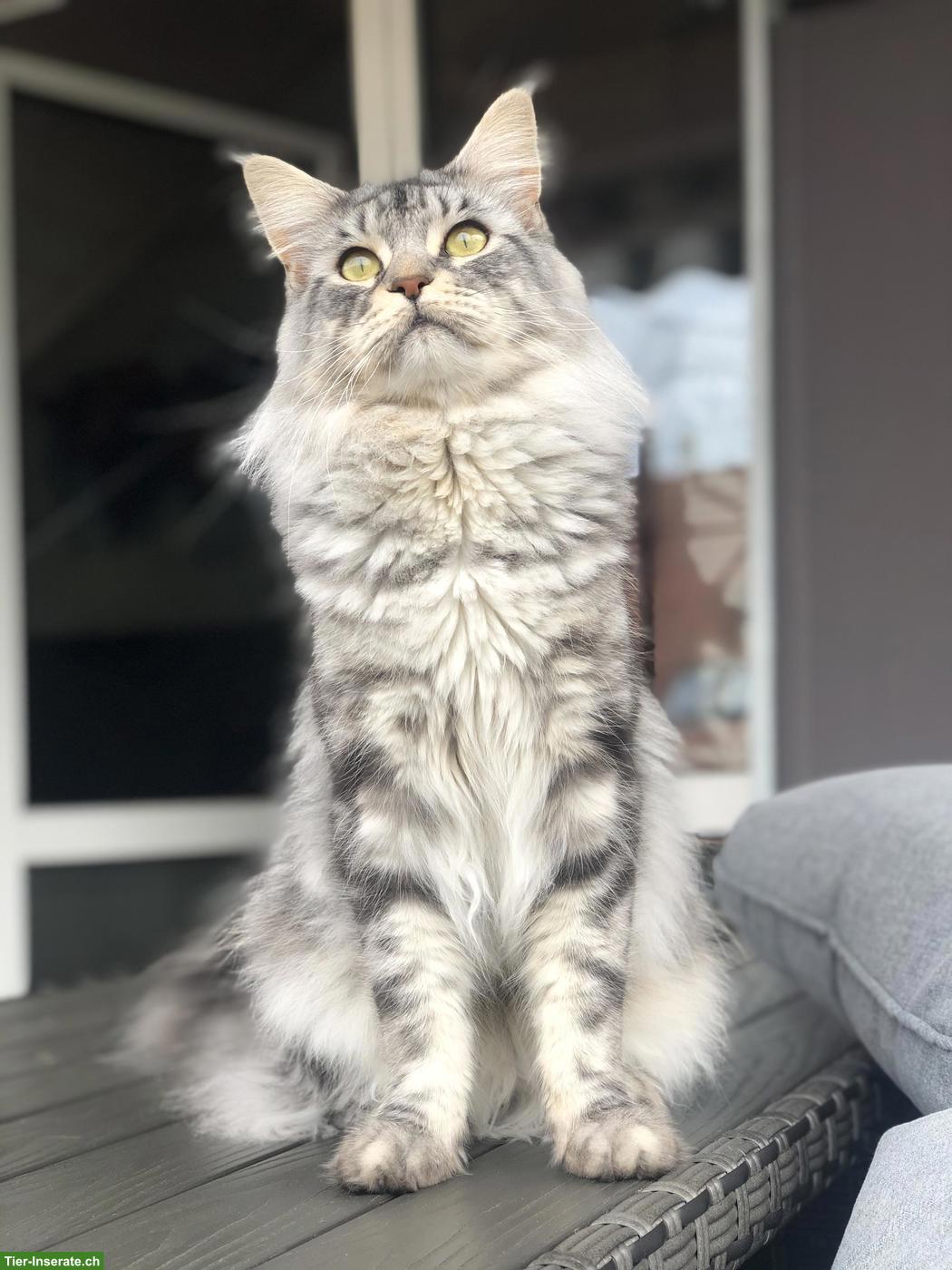 Bild 2: 2 Maine Coon Katzen, 7-jährig suchen ein neues Zuhause
