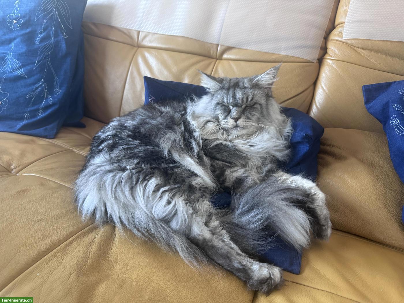Bild 3: 2 Maine Coon Katzen, 7-jährig suchen ein neues Zuhause