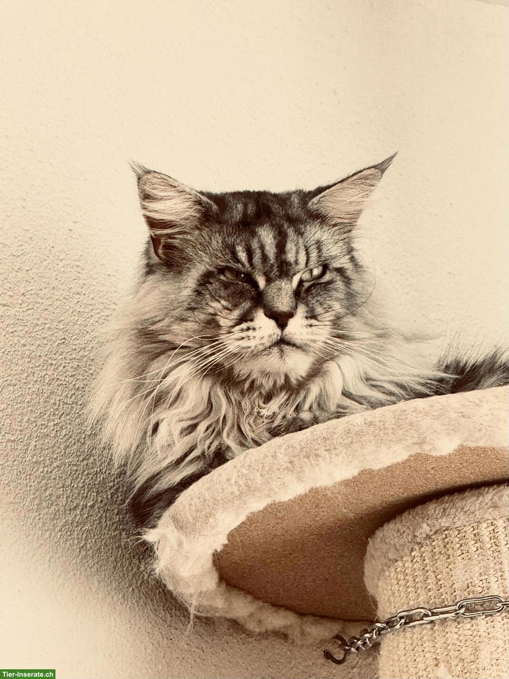 Bild 4: 2 Maine Coon Katzen, 7-jährig suchen ein neues Zuhause