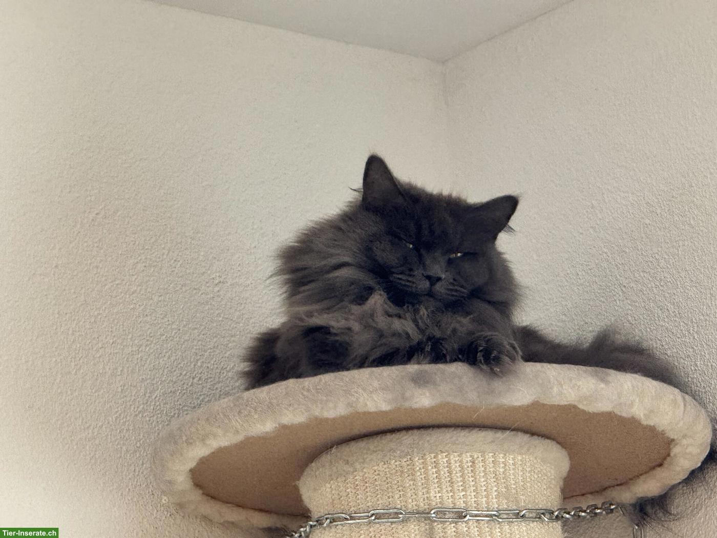 Bild 8: 2 Maine Coon Katzen, 7-jährig suchen ein neues Zuhause