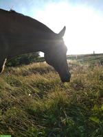 Liebes Warmblut gesucht