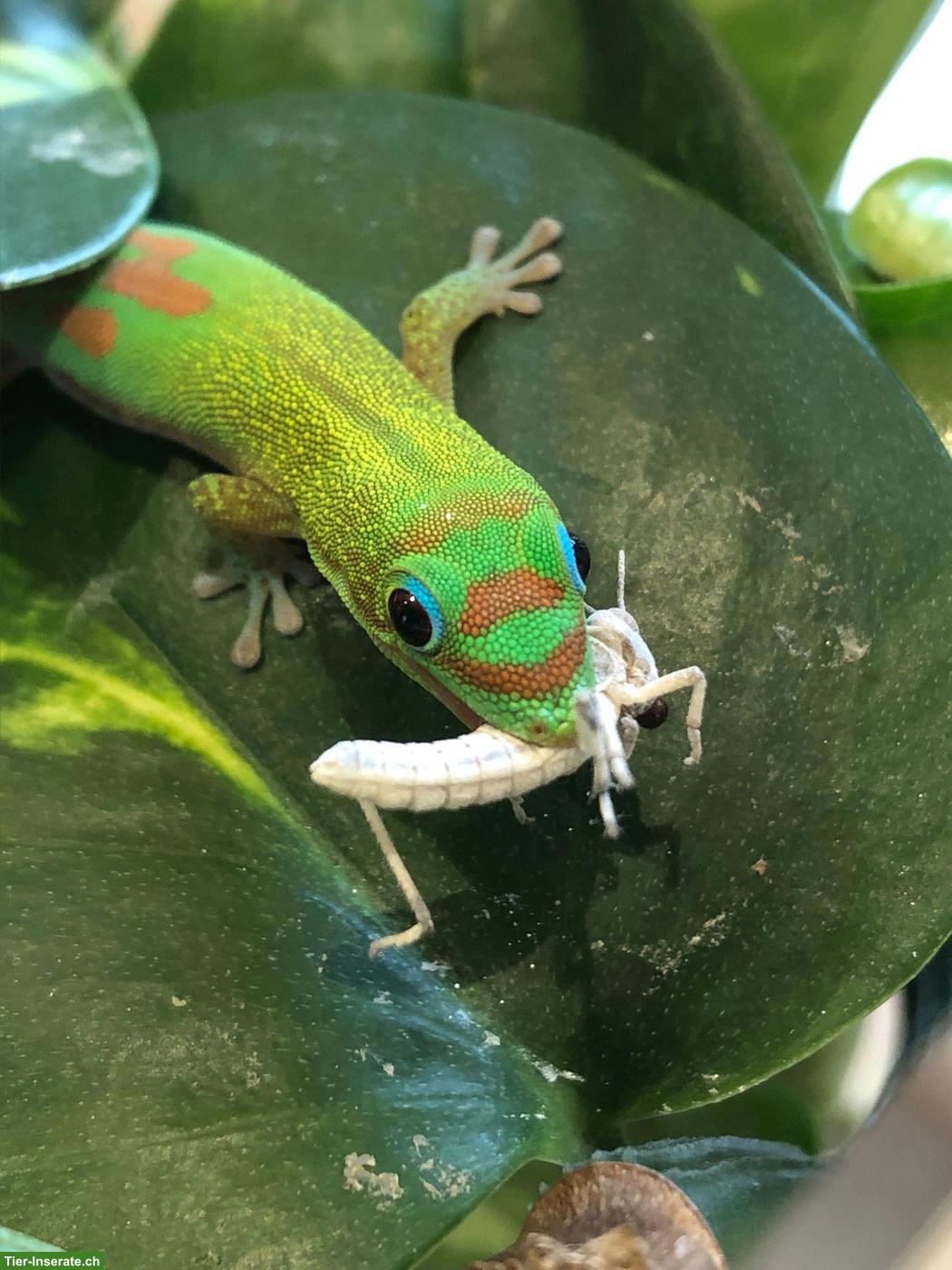 Goldstaub-Taggecko Weibchen zu verkaufen