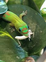 Goldstaub-Taggecko Weibchen zu verkaufen