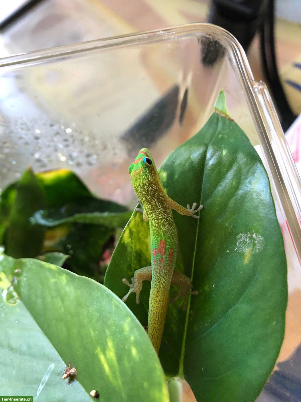 Bild 2: Goldstaub-Taggecko Weibchen zu verkaufen
