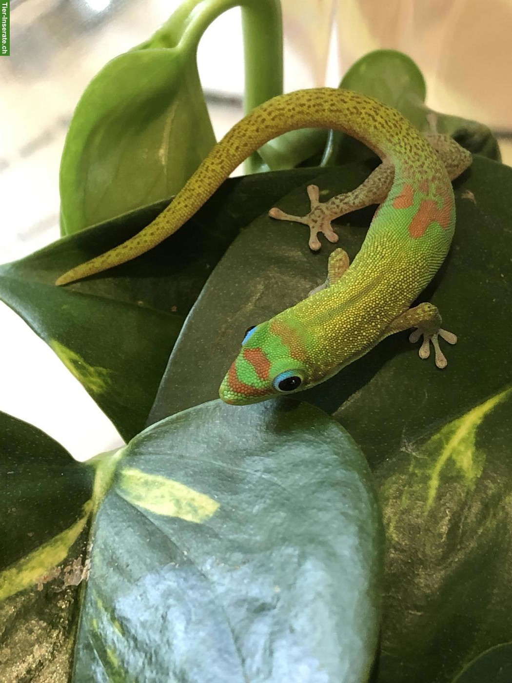 Bild 3: Goldstaub-Taggecko Weibchen zu verkaufen