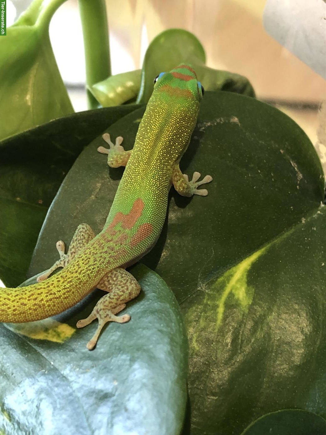 Bild 4: Goldstaub-Taggecko Weibchen zu verkaufen