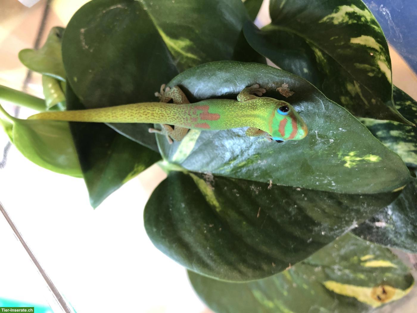 Bild 5: Goldstaub-Taggecko Weibchen zu verkaufen