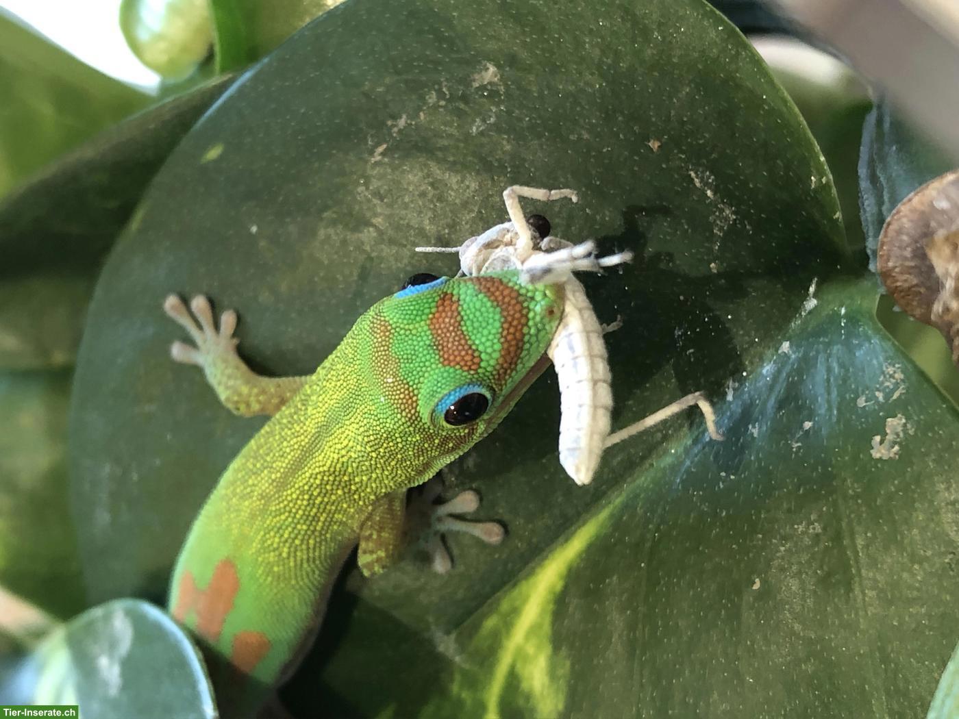 Bild 6: Goldstaub-Taggecko Weibchen zu verkaufen